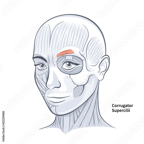 Woman Face Corrugator Supercilli Deep Muscle vector illustration