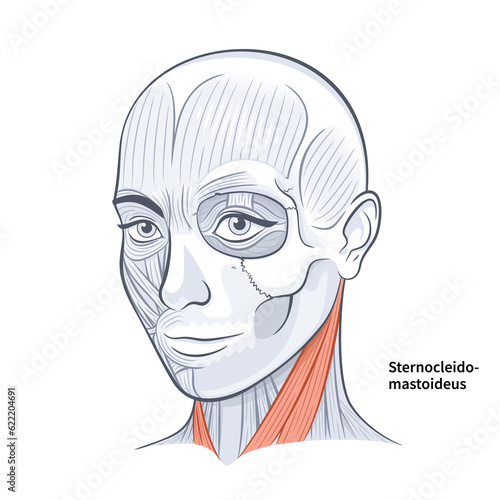 Woman Face Anatomy Sternocleidomastoideus Neck Muscle illustration