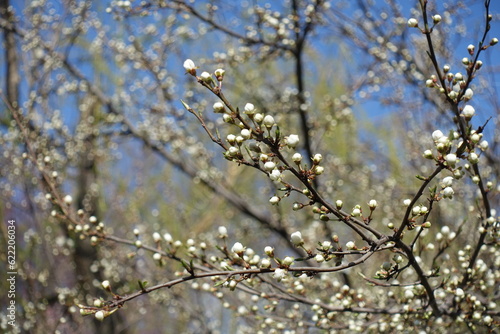 White flower buds on branches of plum tree against blue sky in March