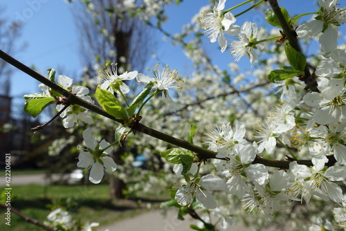 фотографія Dark brown branch of blossoming cherry tree in April