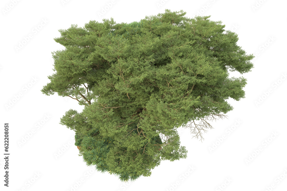 Fototapeta premium Tropical forest isolated on transparent background. 3d rendering - illustration