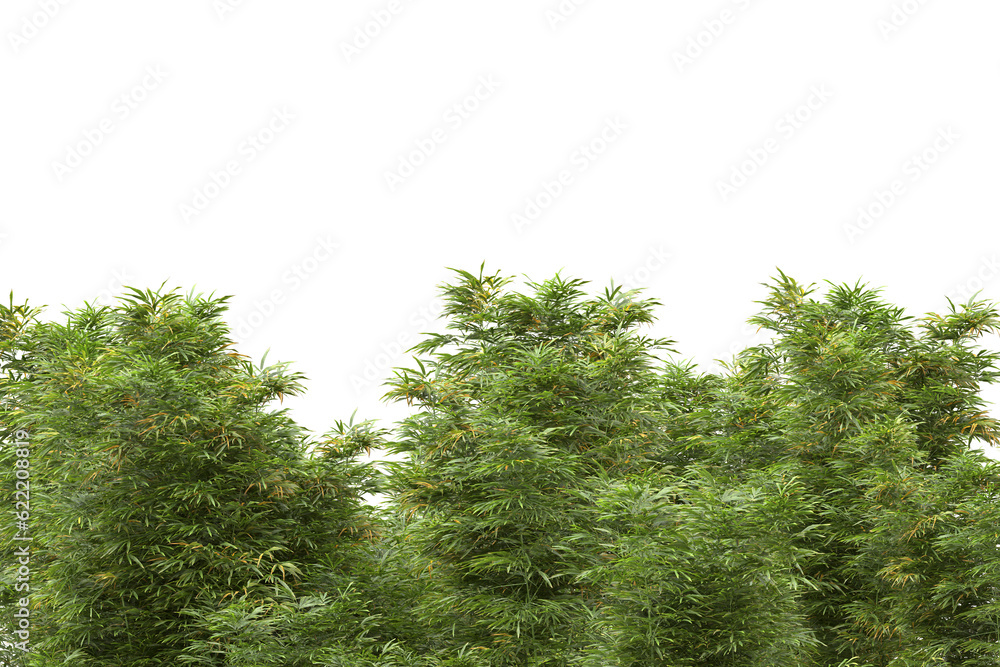Tropical forest isolated on transparent background. 3d rendering - illustration Tropical forest isolated on transparent background. 3d rendering - illustration