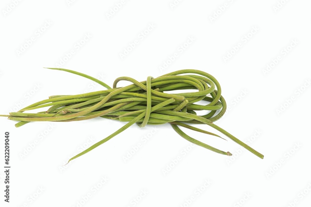 Closeup of Moringa Oleifera Fruit or Drumstick Isolated on White Background, Also Known as Horseradish Tree Fruit
