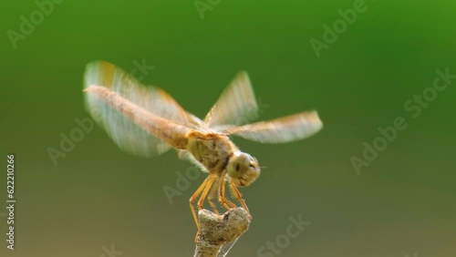 Wild Dragon Fly on tree branch, Insects , Macro dragonfly. Close up shot photo