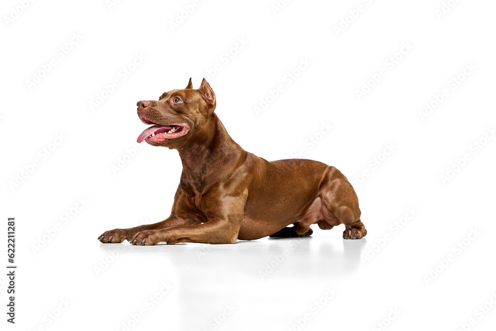 Obraz premium Beautiful, brown, purebred American pitbull terrier lying with tongue sticking out against white studio background. Concept of animal lifestyle, vet, care, motion, beauty, breed. Copy space for ad