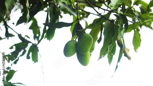 Green raw mango fruits on tree in the garden. organic green raw mangoes fruit hanging on tree and green leaves swaying in the wind photo