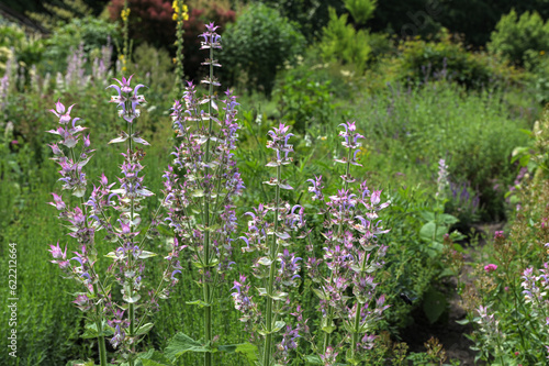 Salvia sclarea flowers in bloom