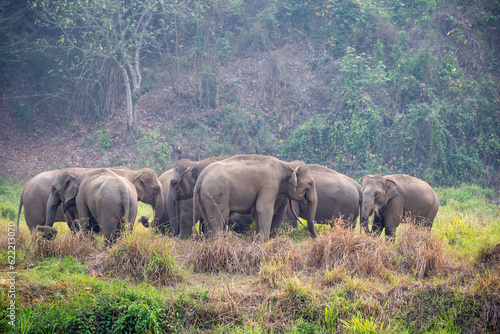 A herd of wild elephants walk through grass field in Thai Elephant Conservation Center in Lampang province Thailand   Elephant Family