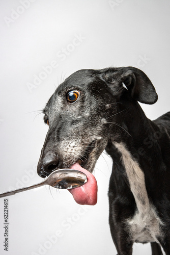 Spanish greyhound - galgo - licking silver spoon