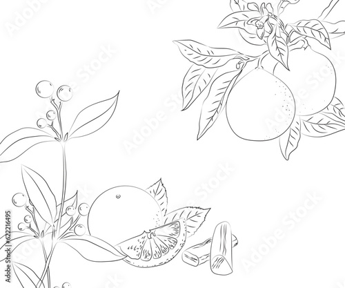 Hand drawing botanical vector illustration 