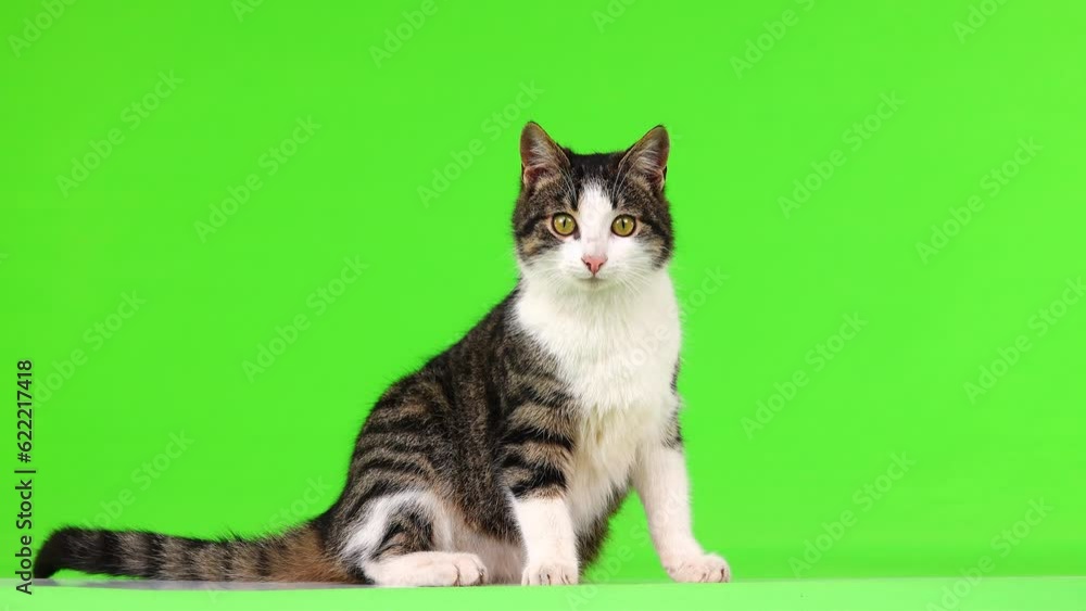 gray-white kitten looks in different directions on a green screen, slow motion gray-white kitten looks in different directions on a green screen, slow motion