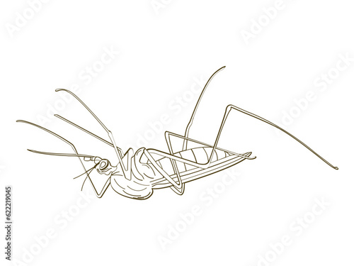 illustration of a dead dengue fever mosquito