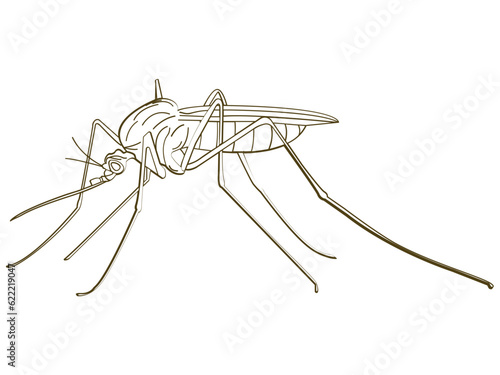 illustration of dengue fever mosquito