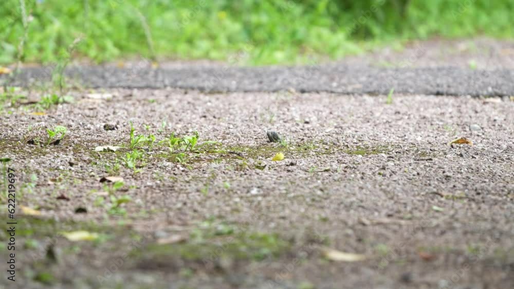 eurasian tree sparrow in a forest eurasian tree sparrow in a forest