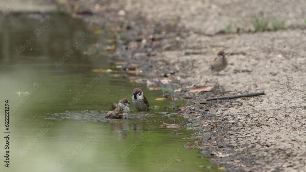 eurasian tree sparrow in a forest eurasian tree sparrow in a forest