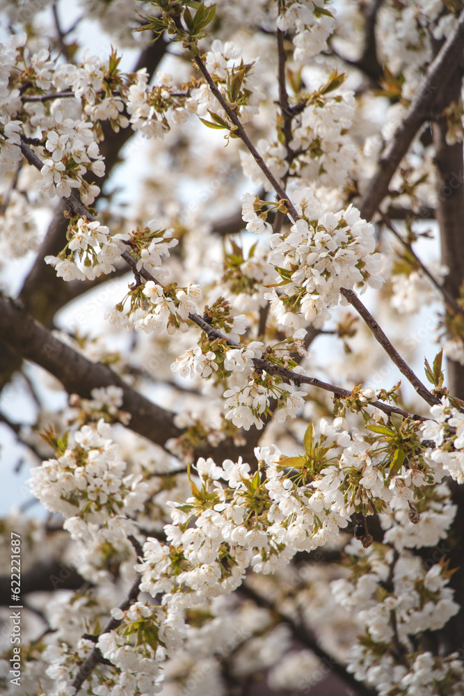 Blossoming pinkish blossoms of cherry and apple trees at sunset in spring. A magical and romantic place. Trees are awakening up Blossoming pinkish blossoms of cherry and apple trees at sunset in spring. A magical and romantic place. Trees are awakening up