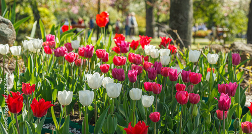 tulip bloom  beautiful field of tulips