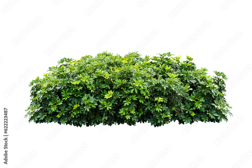 Obraz premium green plant isolated