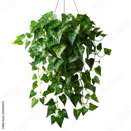 Fototapeta hanging English Ivy transparent background, png