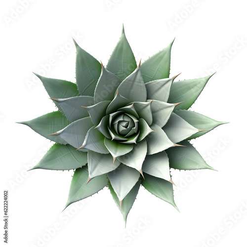 Agave plant. isolated object, transparent background
 photo