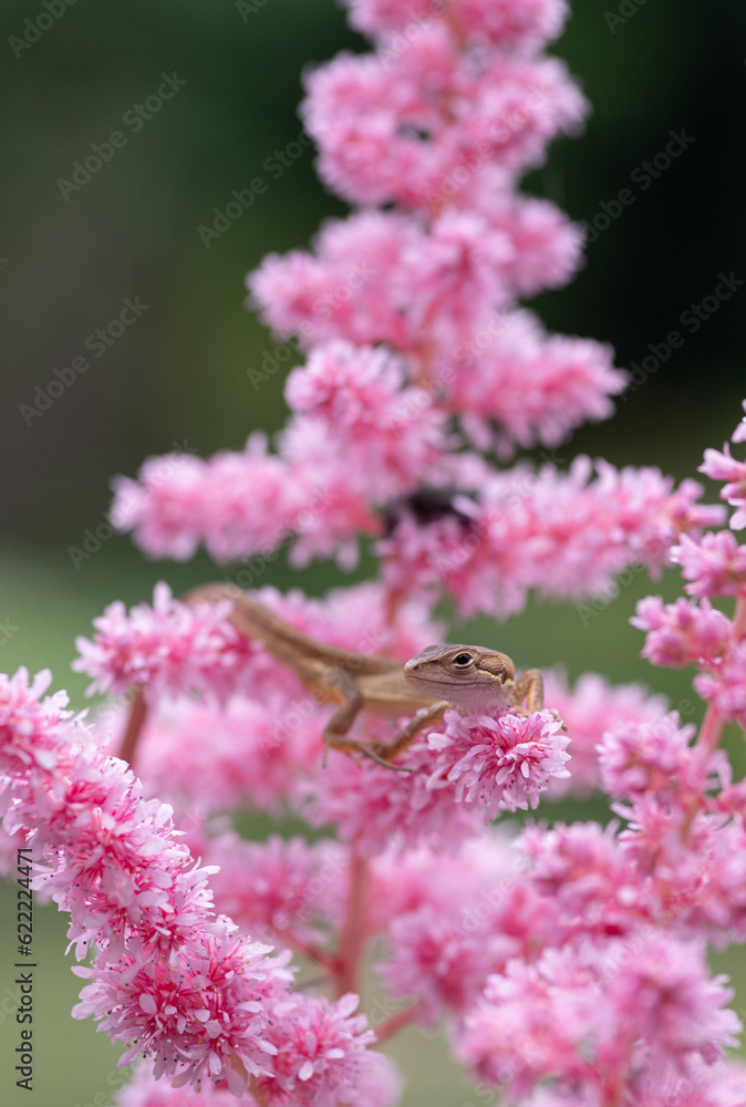 花とトカゲ