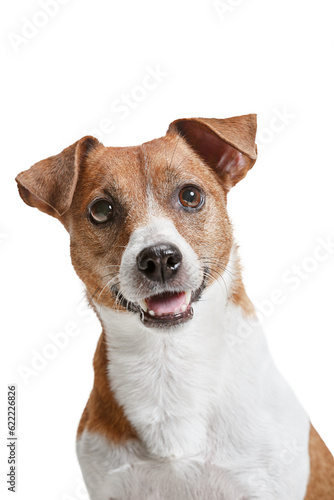Fotografia Beautiful, purebred dog, jack russell terrier isolated over transparent background