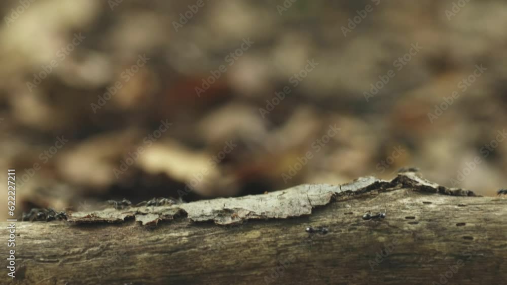 Ants on a piece of wood in the forest Ants on a piece of wood in the forest