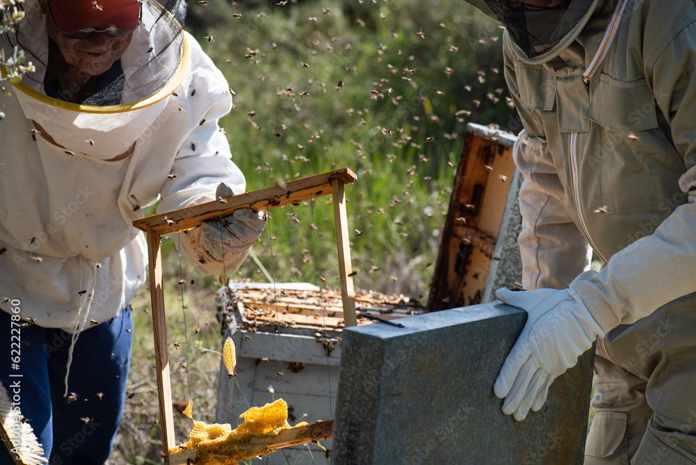 beekeeper father in his eighties and son in his fifties wearing a protective suit to avoid being stung while working with the beehives and collecting honey beekeeper father in his eighties and son in his fifties wearing a protective suit to avoid being stung while working with the beehives and collecting honey
