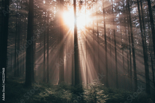 Rays of the morning sun shine through the dark forest as a hope for the plants to live better and to be able to carry out photosynthesis. Nature s fairy tale