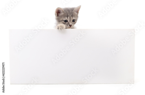 Kitten with blank.