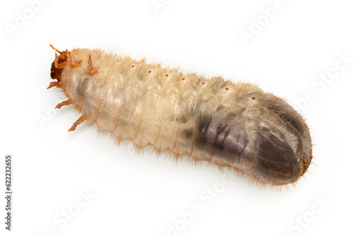 Larva of a may beetle isolated on a white background. Larva of cockchafer