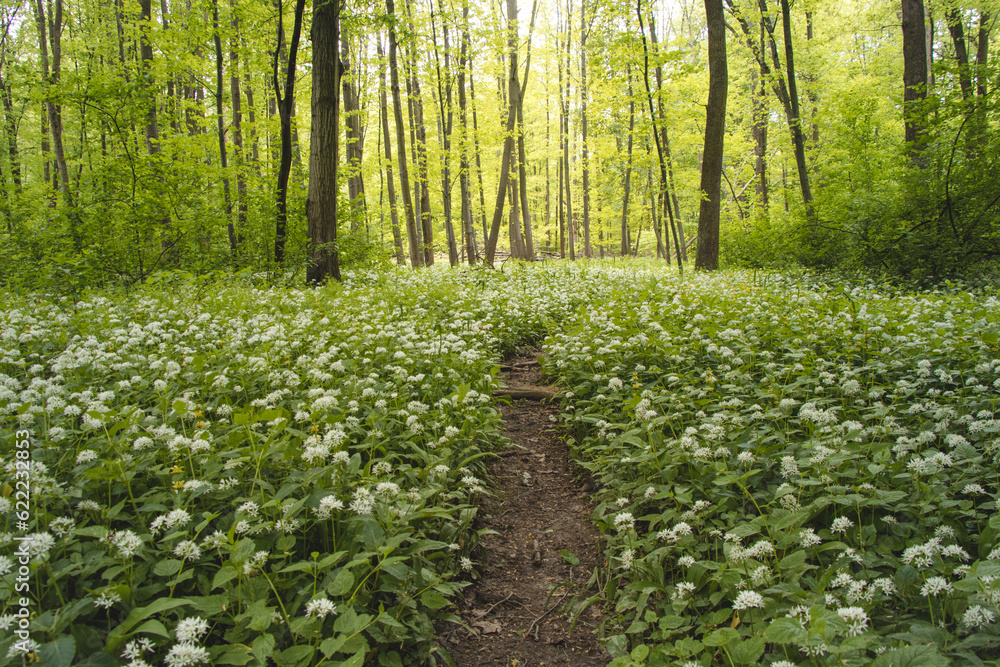 Forest covered with flowering white bear garlic, Allium ursinum, during the spring months. The white flowers give the forest a supernatural quality Forest covered with flowering white bear garlic, Allium ursinum, during the spring months. The white flowers give the forest a supernatural quality