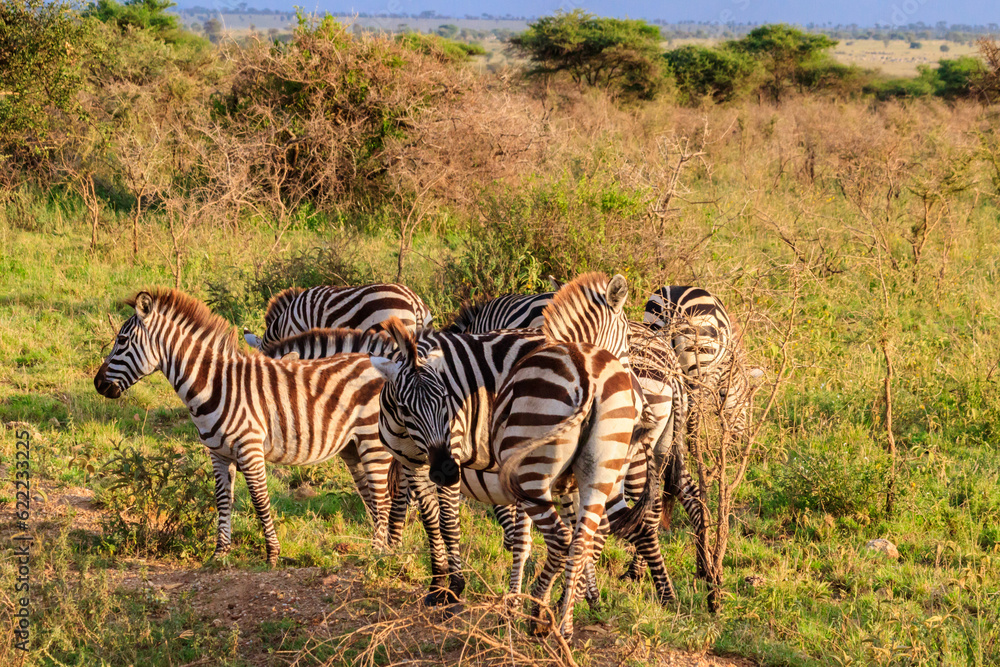 Naklejka premium Herd of zebras in savanna in Serengeti national park in Tanzania. Wildlife of Africa