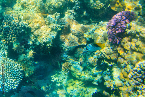 Threadfin butterflyfish (Chaetodon auriga) on coral reef in the Red sea in Ras Mohammed national park, Sinai peninsula in Egypt