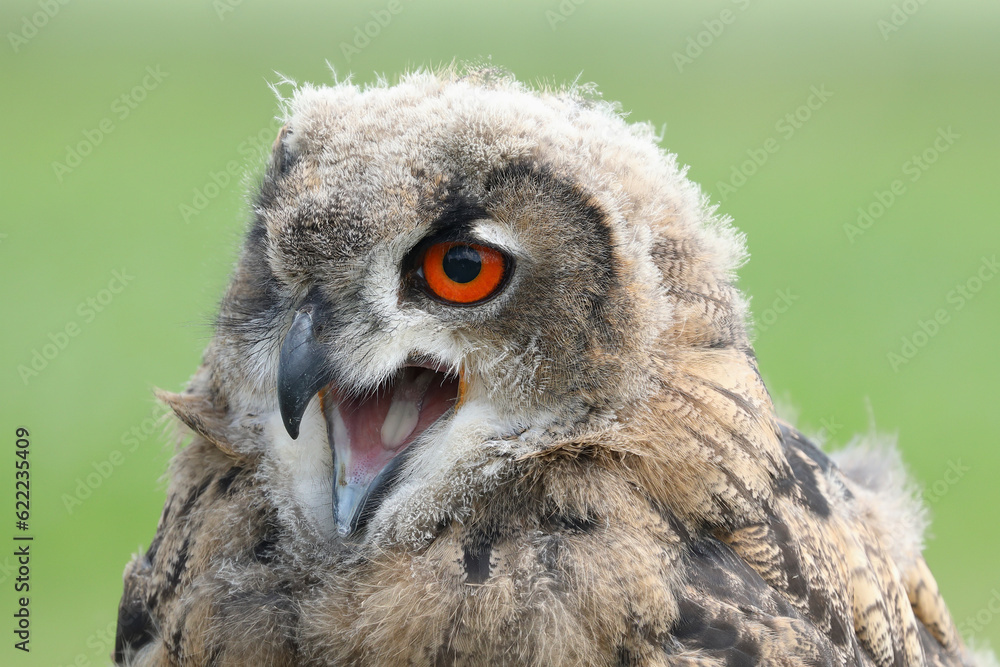A young Eurasian Eagle Owl calling out loud
