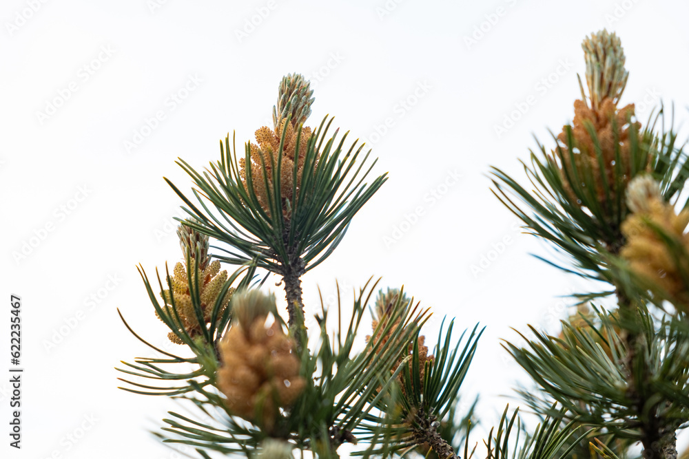 Young cones on a pine branch close-up against the sky Young cones on a pine branch close-up against the sky