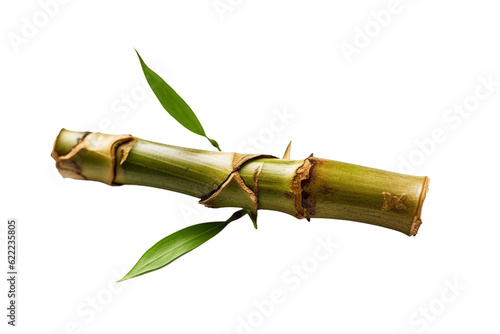 Broken bamboo stalk. isolated object  transparent background