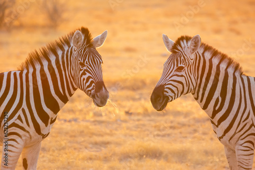 Close up image of two zebra  Equus quagga  or Equus burchellii in warm golden morning light in Etosha Namibia