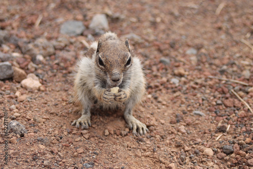 Ardilla africana en desierto volc  nico