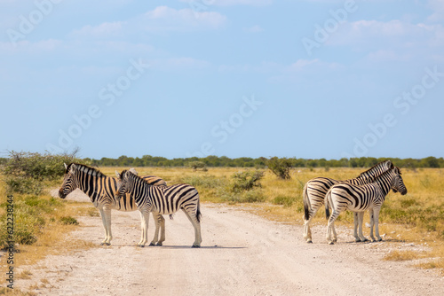 A group of zebra, Equus quagga, or Equus burchellii standing on a gravel road photo