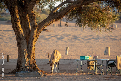 Browsing gemsbok or South African oryx, Oryx gazella, on campground in warm golden morning light
