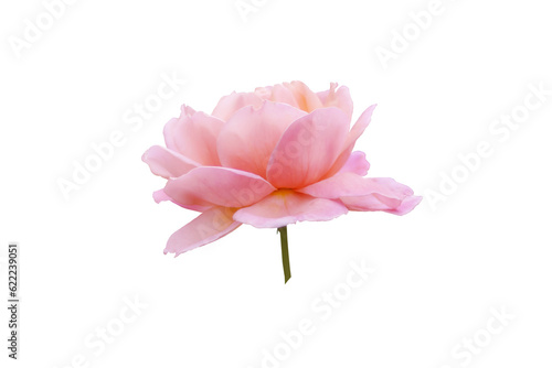 Single rose flower in pastel pink, isolated, png format.