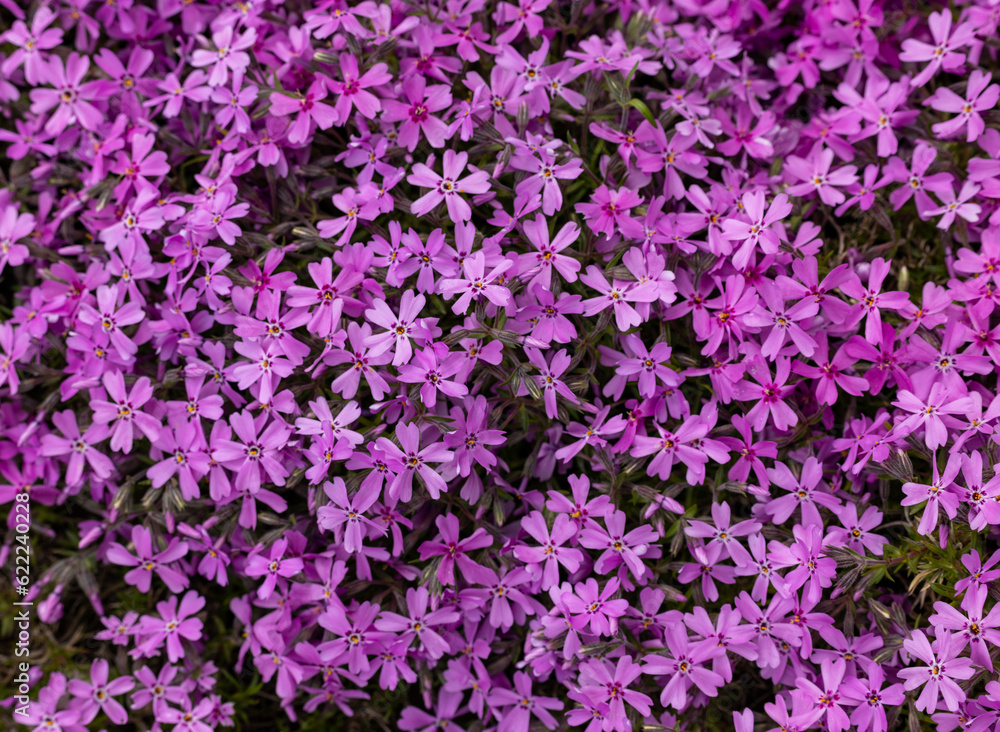 lilac aubrieta deltoidea flowers in the garden. lilac aubrieta deltoidea flowers in the garden.