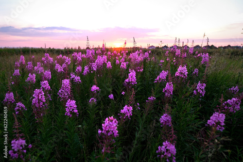 Willow-herb purple flowers in the sunlight at sunset. Selective focus with shallow depth of field