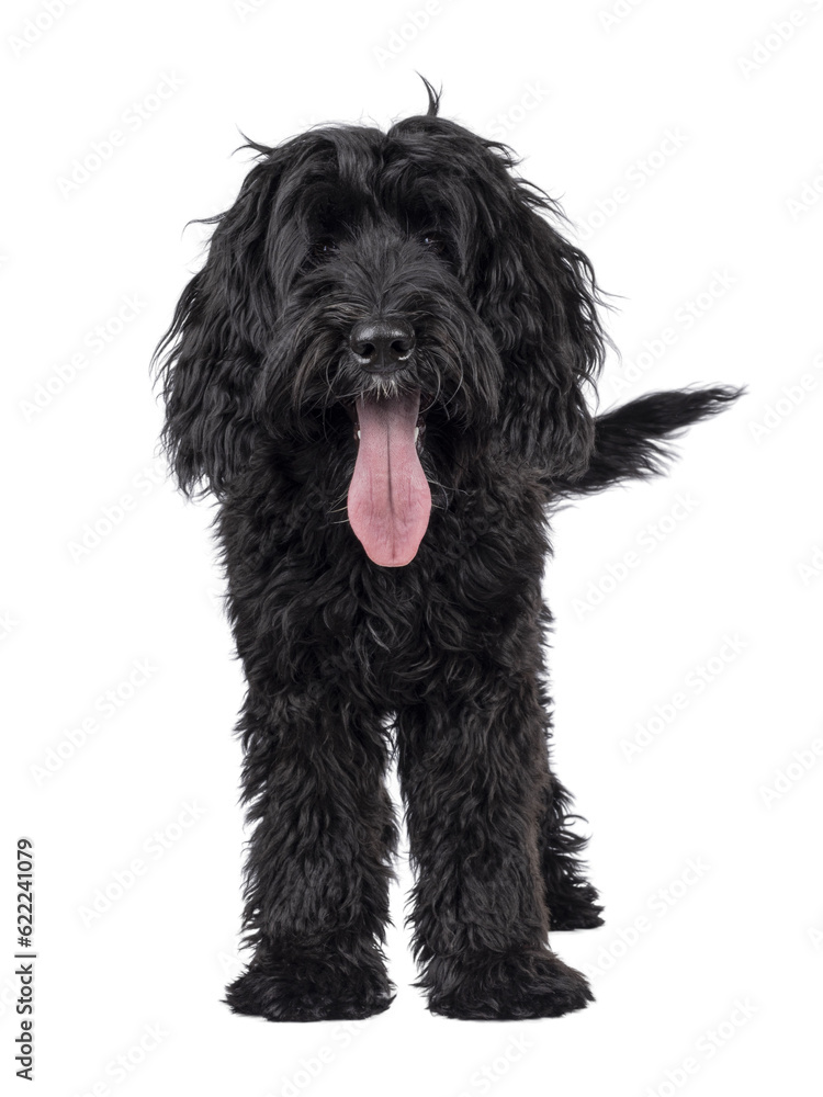 Cute black Labradoodle, standing facing front. Looking straight to camera. Tongue out, panting. Isolated cutout on a transparent background.