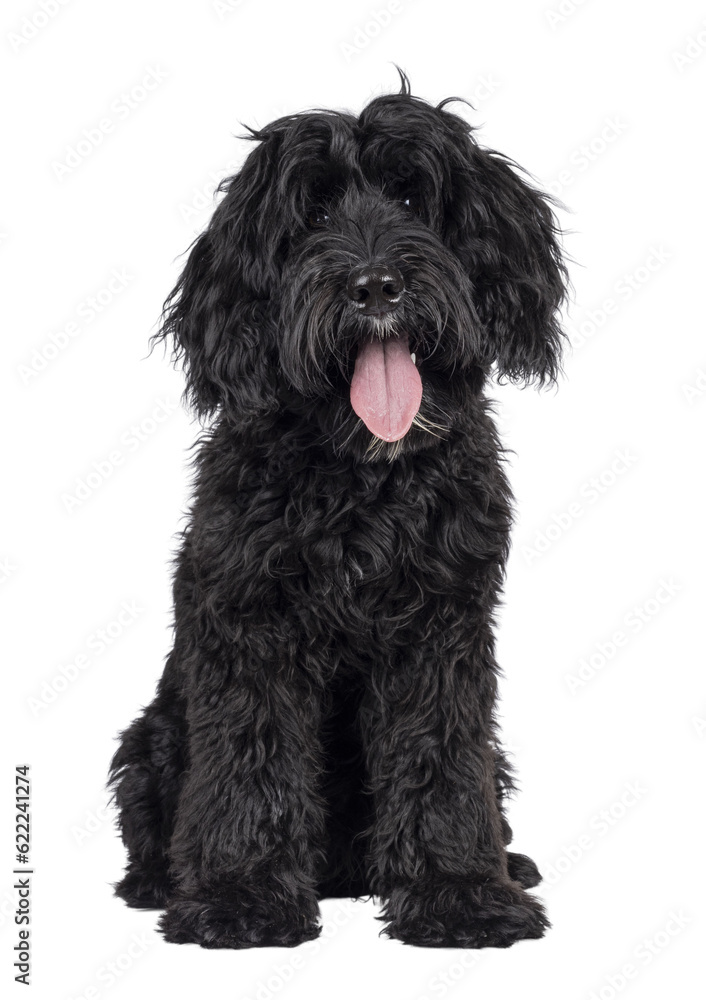 Cute black Labradoodle, sitting up facing front. Looking straight to camera with head tilt. Isolated cutout on a transparent background.. Tongue out. Cute black Labradoodle, sitting up facing front. Looking straight to camera with head tilt. Isolated cutout on a transparent background.. Tongue out.