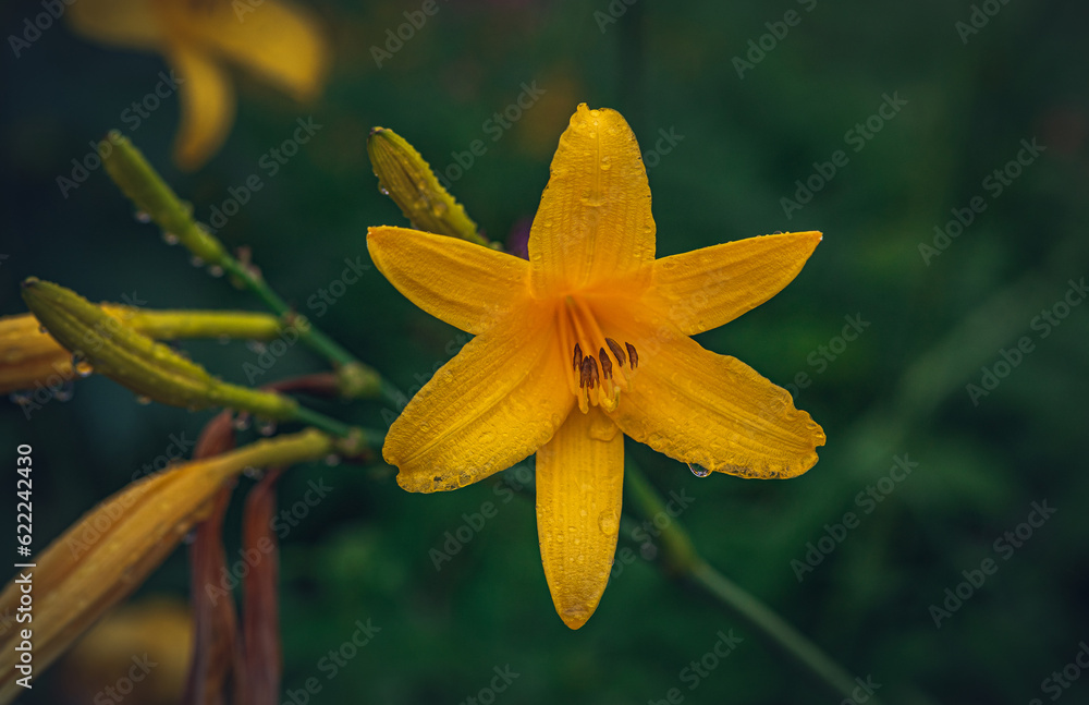 Fototapeta premium Garden flower