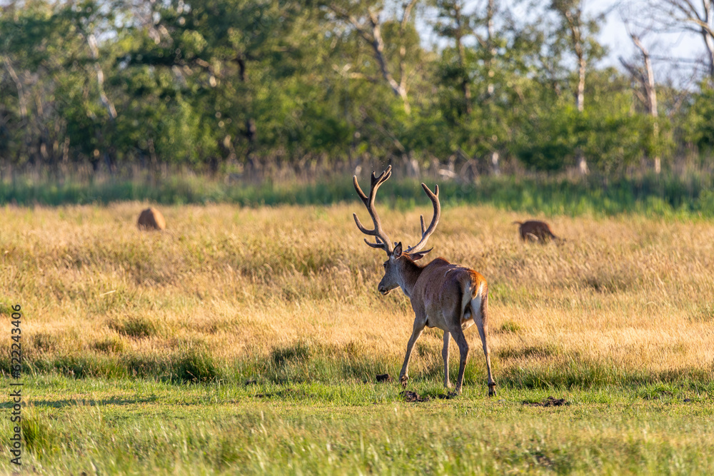 Fototapeta premium Rothirsch, Hirsch auf einer Wiese bei Zingst an der Ostsee.