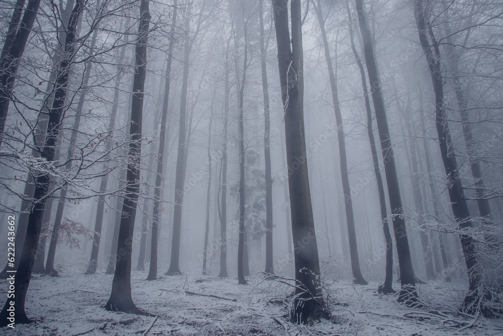 Dark forest shrouded in a desolate grey mist awakens to life in the morning on a rainy day. The eerie atmosphere of the forest. Beskydy mountains. Winter season Dark forest shrouded in a desolate grey mist awakens to life in the morning on a rainy day. The eerie atmosphere of the forest. Beskydy mountains. Winter season