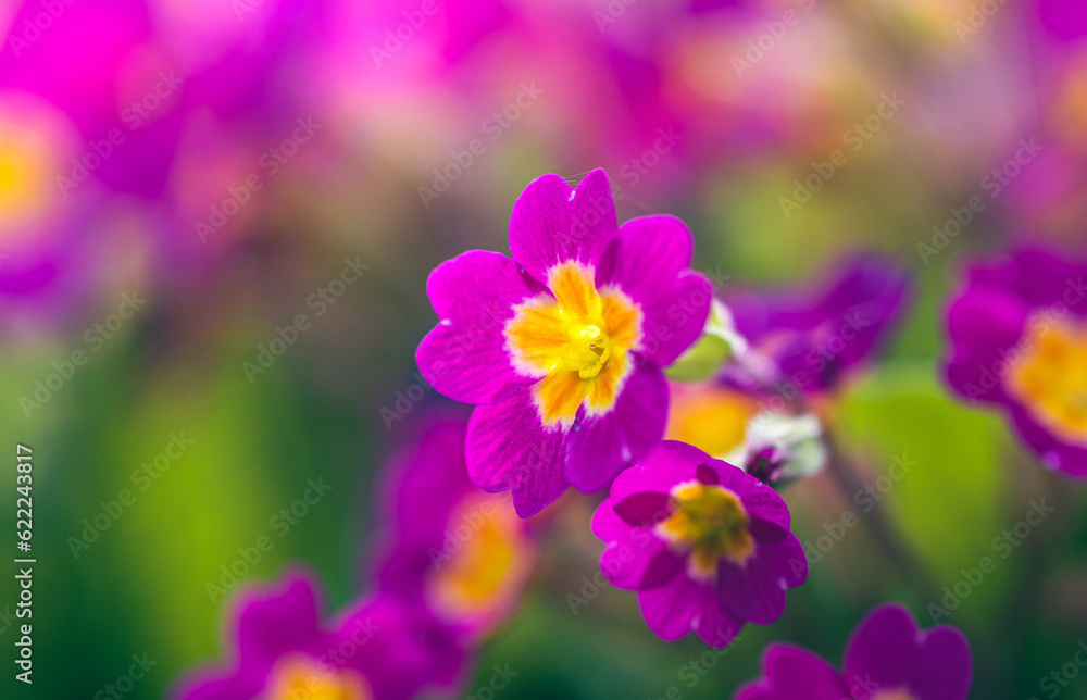 Garden flower Garden flower